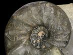 Large, Triassic Ammonite (Ceratites) Fossil - Germany #94066-1